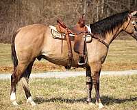 drafty-gelding