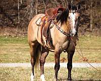 all-around-quarter-horse