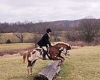 white-on-face-one-blue-eye-horse