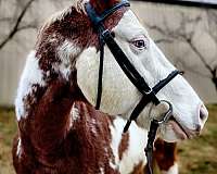 pinto-white-on-face-one-blue-eye-horse