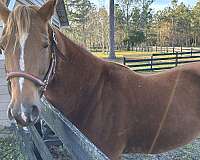 quarter-horse-for-sale