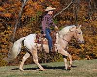 beginner-safe-quarter-horse