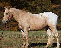 ranch-work-quarter-horse