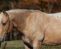 quarter-horse-appaloosa