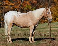 ranch-work-appaloosa-horse