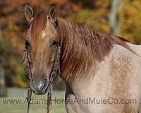 beginner-safe-quarter-horse