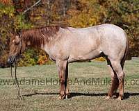 family-horse-quarter