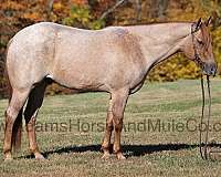 ranch-work-quarter-horse