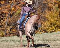 red-roan-quarter-horse