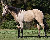 buckskin-dapples-horse