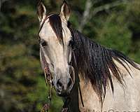 ranch-work-quarter-horse