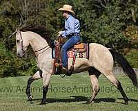 beginner-safe-quarter-horse