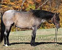 ranch-work-quarter-horse