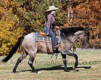 family-horse-quarter