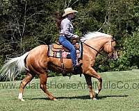 white-mane-tail-horse