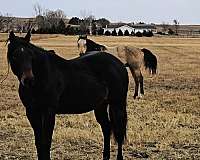 brown-aqha-broodmare