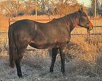 brown-quarter-horse-broodmare