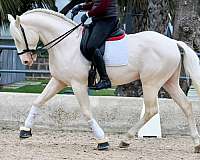 albino-lusitano-horse