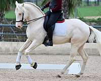 albino-stallion