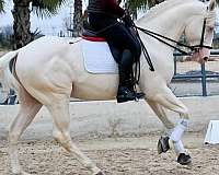 athletic-companion-lusitano-horse