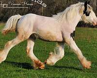 piebald-gypsy-vanner-yearling