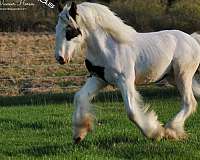 tobiano-gvhs-yearling