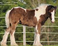 black-gypsy-vanner-colt-gelding