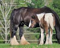 piebald-gypsy-vanner-colt-gelding