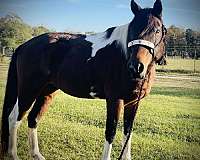 bay-tobiano-paint-pony-gelding