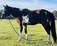 bay-tobiano-parade-horse