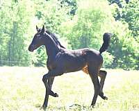 athletic-friesian-horse