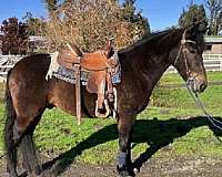 performance-andalusian-quarter-horse