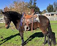 brown-andalusian-quarter-horse-gelding