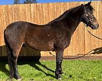 brown-andalusian-quarter-horse-for-sale