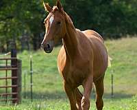 working-selle-francais-horse