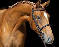 foundation-selle-francais-horse