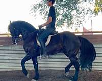 pet-friesian-horse