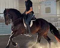 perfect-pet-friesian-horse