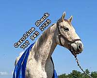 aqha-quarter-horse