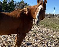 chestnut-blaze-three-socks-horse