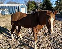 chestnut-paint-pony-gelding