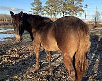 buckskin-stallion-for-sale