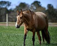 buckskin-twhbea-broodmare