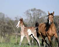 bay-twhbea-broodmare