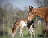 bay-twhbea-foal