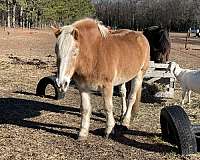 haflinger-gelding