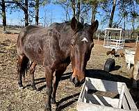 barrel-standardbred-horse