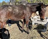 barrel-racing-standardbred-horse