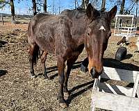 athletic-standardbred-horse