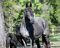 blue-roan-roan-twhbea-foal